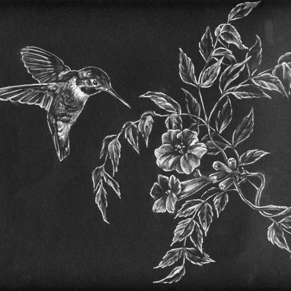 hummingbird1_Laser